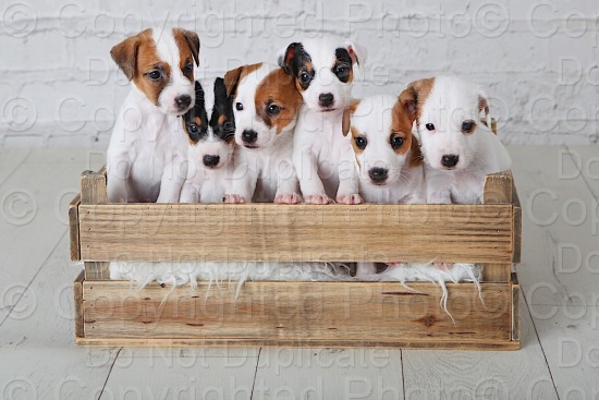 Simmons Puppies 280324