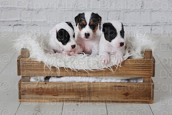 Simmons Puppies 100624