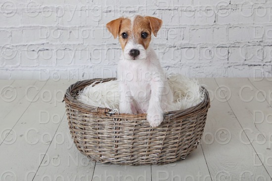 Simmons Pup 041224