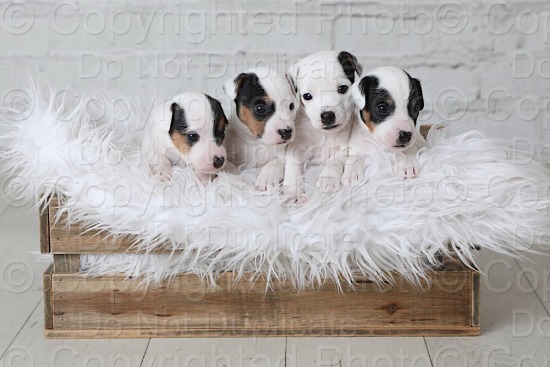 Simmons Puppies 271225