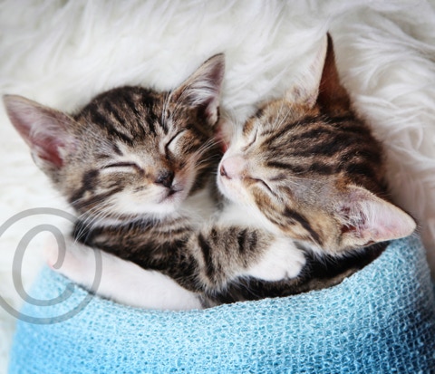 Kittens. Pet Photography by Jayne pooles your first choice pet photographer based in Great Torrington North Devon near, Bideford, Barnstaple, South Molton, Crediton, Okehampton, Holworthy, Bude, and Northam