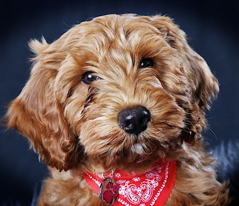 Cute dog portrait by Jayne Poole